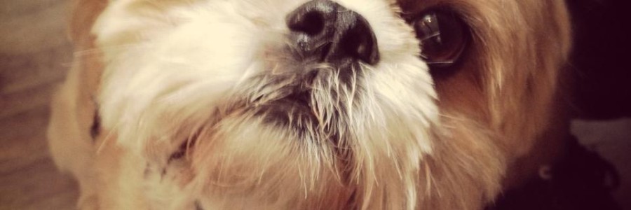 Dougal